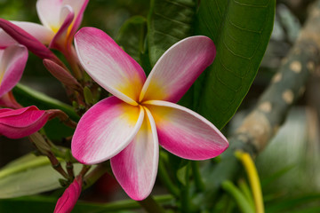Frangipani