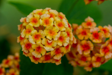 Blümchen gelb orange