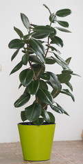 Ficus Rubber-bearing with large leaves in the winter garden home collection. At home, there must be...