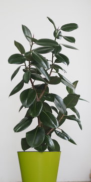 Ficus Rubber-bearing with large leaves in the winter garden home collection. At home, there must be a ficus.