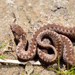 Common European viper snake (Vipera berus) in its habitat. Sand background. The posture of defense