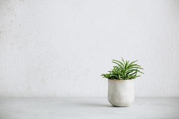 Close up of tiny succulent in trendy ceramic pot against white wall