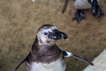 An African Penguin in Black and White