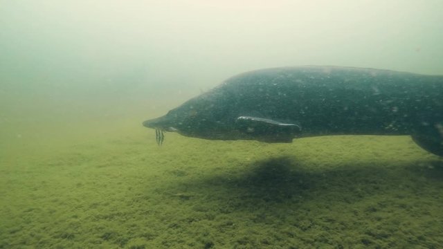 The biggest fish Beluga, Huso huso swimming in the river. Underwater video of freshwater fish. Sturgeon swimming in the nature. Fish in tank. Nice background. Live in the sea. Great Sturgeon.