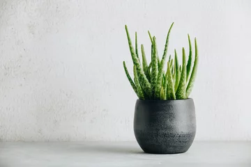Tuinposter Aloe vera plant in design modern pot and white wall mock up © Natalia Klenova