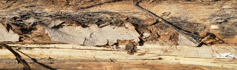 texture of old wood background