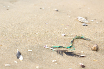 Seagull Feathers found on the beach