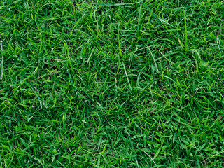 Green grass pattern and texture for background. Close-up image.