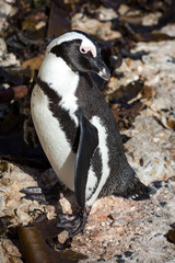 Naklejka premium Close up of an African penguin (Spheniscus demersus), Betty's Bay, South Africa