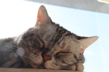 青空光の中の猫アメリカンショートヘアー