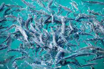 Shoal of fish in seawater, many sea fishes top view, fry in the sea, sea fishes on the water surface, on the surface of the sea water aquamarine azure reflection turquoise blue abstract background