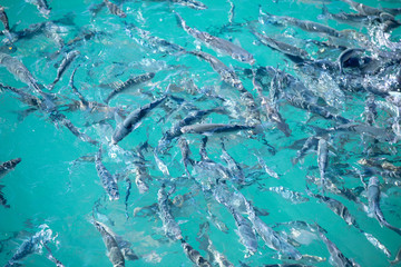 Shoal of fish in seawater, many sea fishes top view, fry in the sea, sea fishes on the water surface, on the surface of the sea water aquamarine azure reflection turquoise blue abstract background