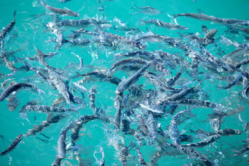 Shoal of fish in seawater, many sea fishes top view, fry in the sea, sea fishes on the water surface, on the surface of the sea water aquamarine azure reflection turquoise blue abstract background