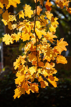 Maple leaves in yellow color on a branch in autumn shone through by the sun in backlight