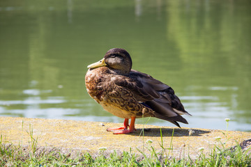 duck is sleeping in the sun on the background of the river