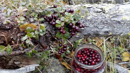 berries in a basket