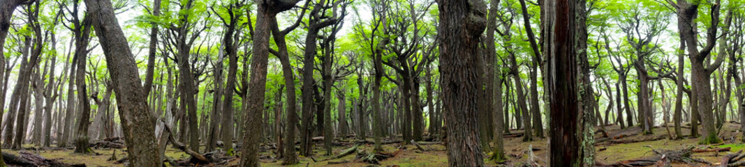 Forest view in El Chalten Argentina