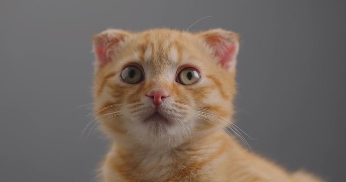 red kitten breed Scottish fold sitting on the table