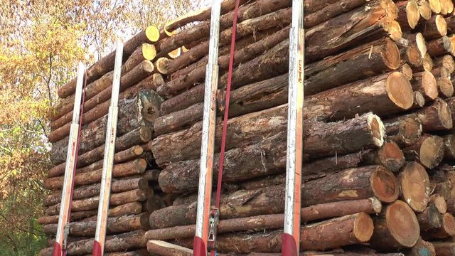 Tree trunks stacked on a trailer