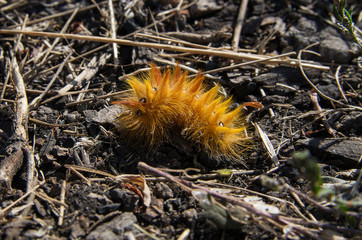 Caterpillar of sycamore (Acronicta aceris) butterfly.