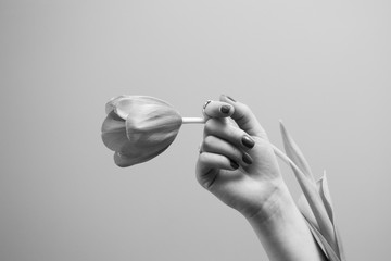 Black and white photo of woman's hand holding a tulip flower