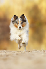 Sheltie fliegt 