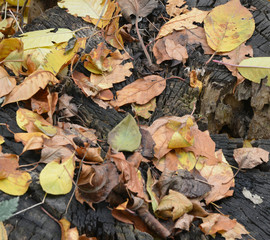 autumn leaves on the ground