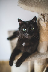 black cat with green eyes on a cat tree