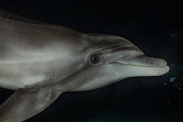 Fototapeta premium Dolphin swimming in the Red Sea, Eilat Israel