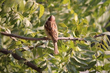 Fototapeta premium bird on a branch