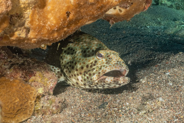 Fish swim in the Red Sea, colorful fish, Eilat Israel