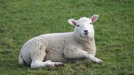 Naklejka na ściany i meble Lamb in Field