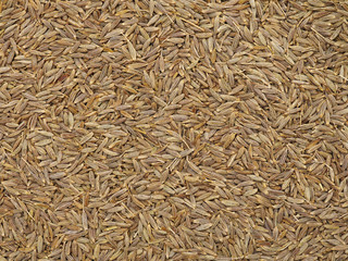 Cumin seeds texture, full frame background. Second most popular spice in the world after black pepper.