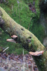 Funghi and Moss on Tree