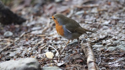 Robin on ground