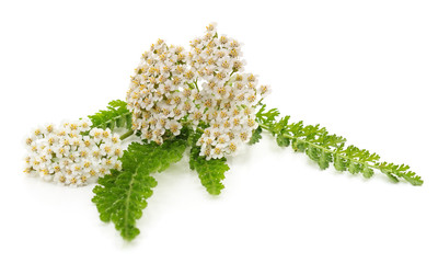 Green leaves of yarrow. © voren1