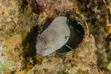 Fototapeta na wymiar Moray eel Mooray lycodontis undulatus in the Red Sea, eilat israel