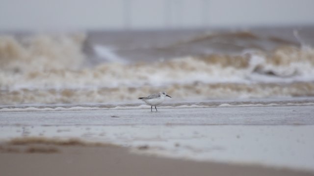 Bird On Beach Gibraltar Point Lincolnshire