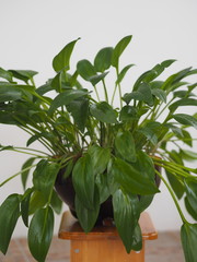 Drimiopsis maculata bulbous perennial. Has oblong leaves in the shape of a heart with...
