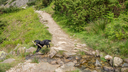 Cocker Spaniel with Stick Lake District UK