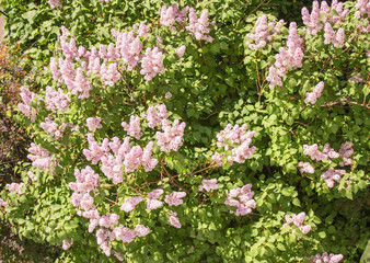 Top view of the flowering bushes of delicate pink lilac growing in the open, in the Park in the...