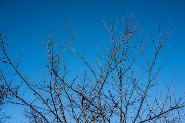 beautiful tree branches on blue background