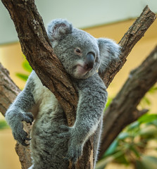 Australian koala Joey resting in a eucalyptus tree in Vienna Zoo (Schönbrunn Castle Wien)