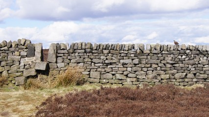Stone wall with pheasant and squeze style lake district