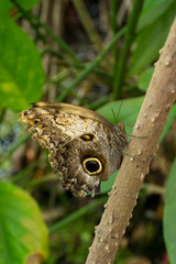 Brauner Schmetterling