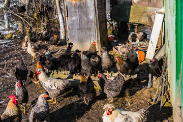 chickens on the nature in the village