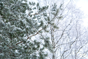 Pine tree branches with frost, Kirkkonummi, Finland
