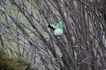 Vogelfütterung im Winter mit Futterknödel