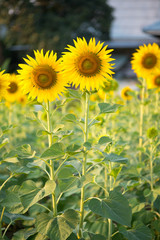 Sunflower on natural background. Sunflower blooming in garden