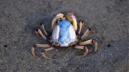 Soldier crab on beach NSW Australia